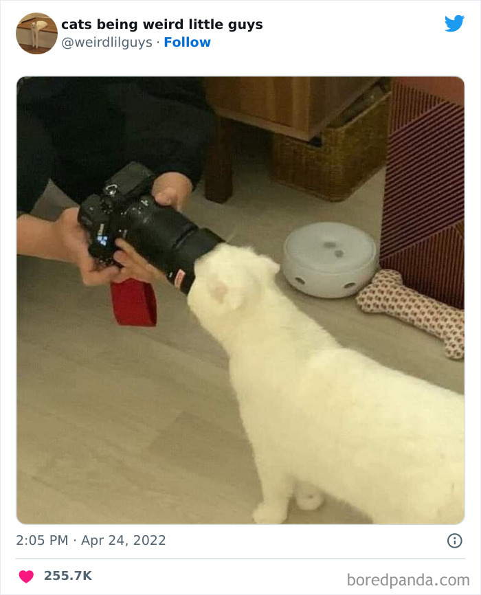 50 Times Cats Cracked Their Owners Up By Acting Like Total Weirdos, As Shared On This Twitter Page (New Pics)