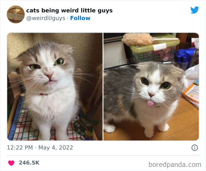 50 Times Cats Cracked Their Owners Up By Acting Like Total Weirdos, As Shared On This Twitter Page (New Pics)
