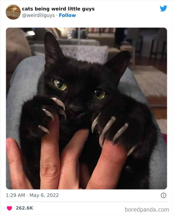 50 Times Cats Cracked Their Owners Up By Acting Like Total Weirdos, As Shared On This Twitter Page (New Pics)