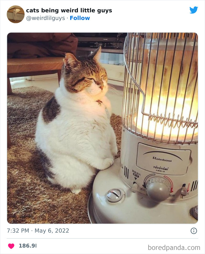 50 Times Cats Cracked Their Owners Up By Acting Like Total Weirdos, As Shared On This Twitter Page (New Pics)