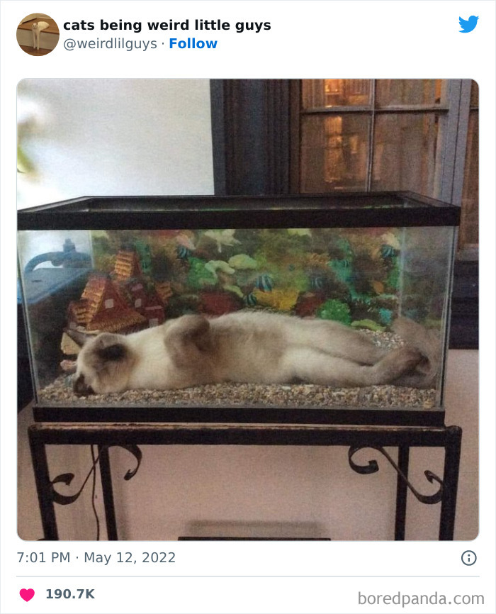 50 Times Cats Cracked Their Owners Up By Acting Like Total Weirdos, As Shared On This Twitter Page (New Pics)