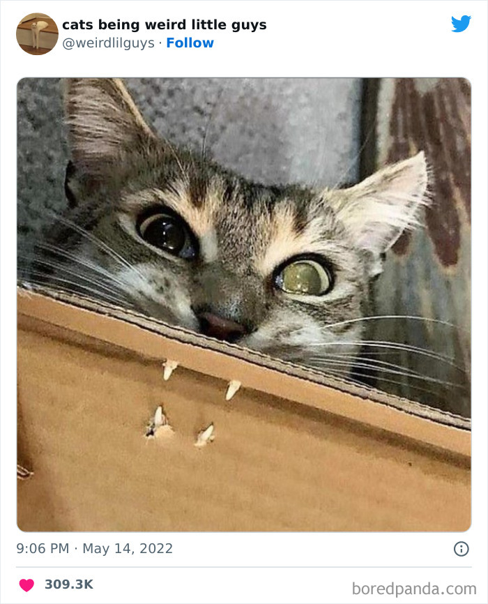 50 Times Cats Cracked Their Owners Up By Acting Like Total Weirdos, As Shared On This Twitter Page (New Pics)