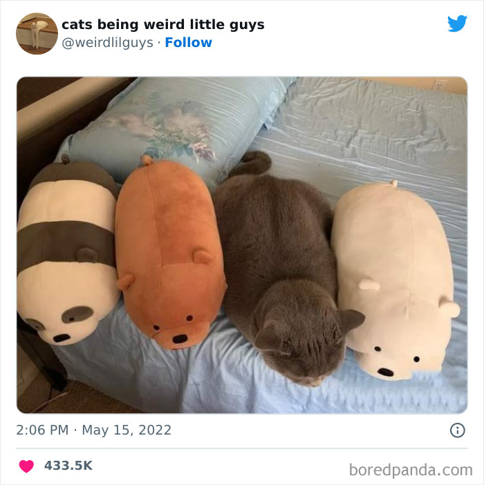 50 Times Cats Cracked Their Owners Up By Acting Like Total Weirdos, As Shared On This Twitter Page (New Pics)