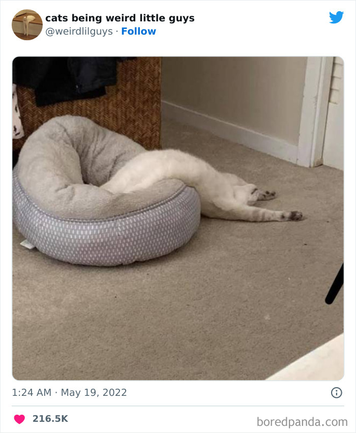 50 Times Cats Cracked Their Owners Up By Acting Like Total Weirdos, As Shared On This Twitter Page (New Pics)