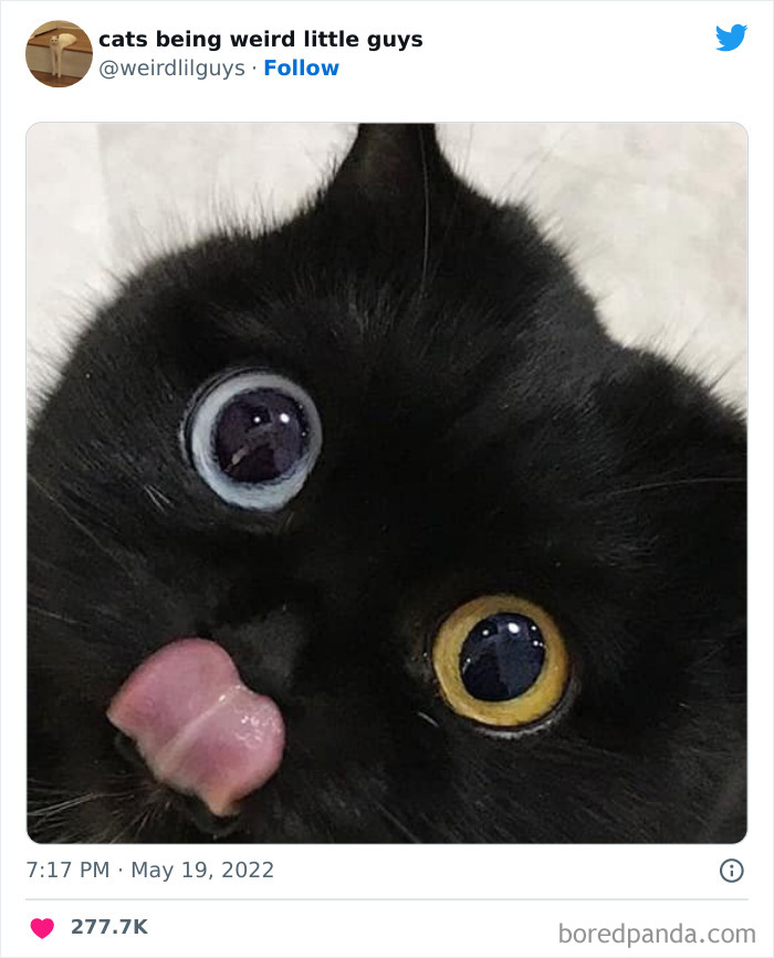 50 Times Cats Cracked Their Owners Up By Acting Like Total Weirdos, As Shared On This Twitter Page (New Pics)