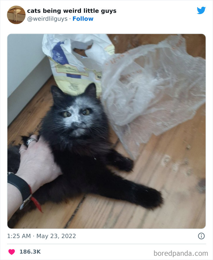 50 Times Cats Cracked Their Owners Up By Acting Like Total Weirdos, As Shared On This Twitter Page (New Pics)
