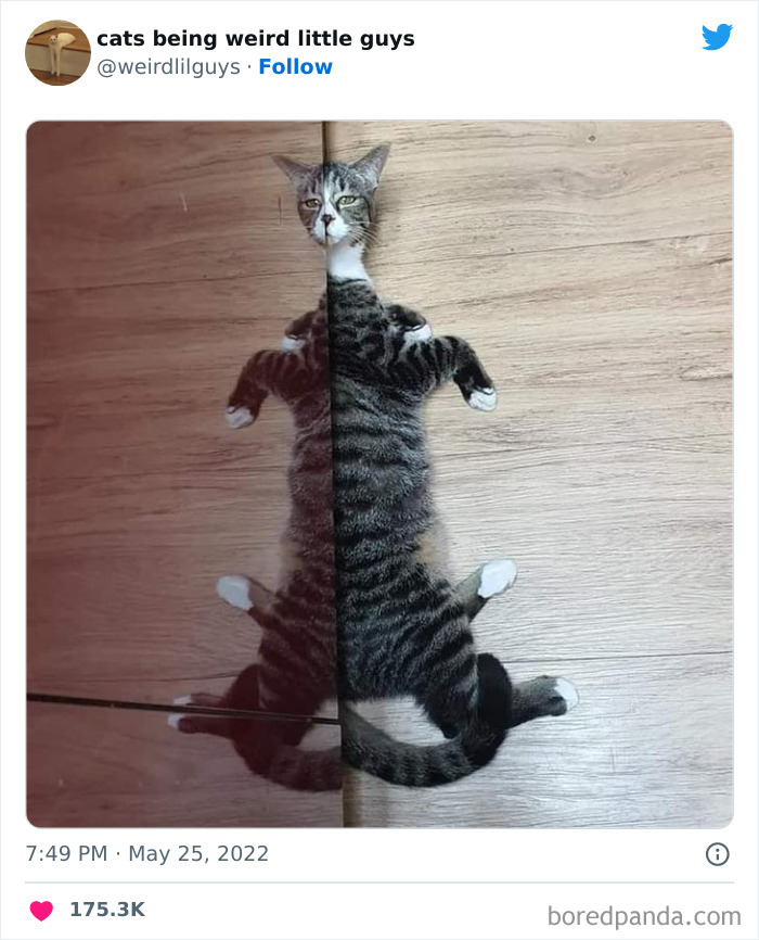 50 Times Cats Cracked Their Owners Up By Acting Like Total Weirdos, As Shared On This Twitter Page (New Pics)