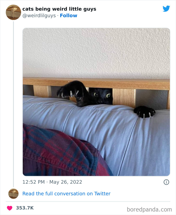 50 Times Cats Cracked Their Owners Up By Acting Like Total Weirdos, As Shared On This Twitter Page (New Pics)