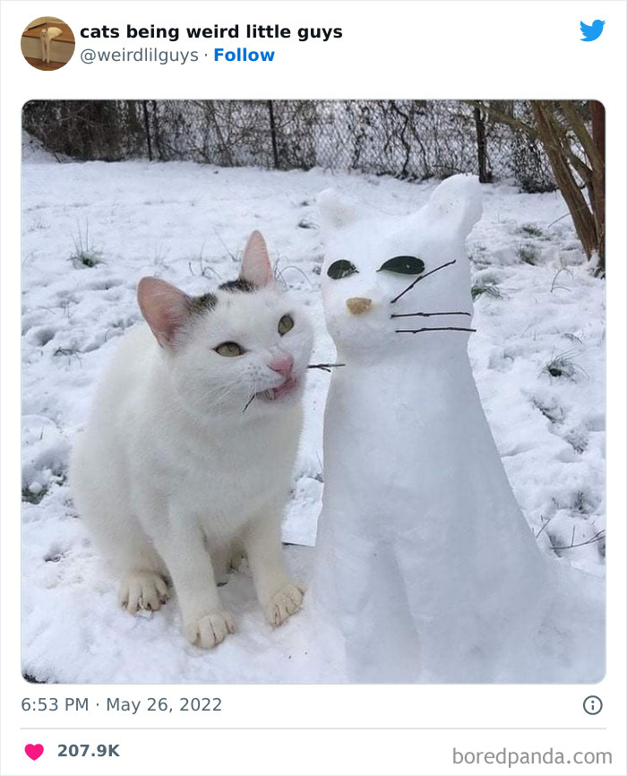 50 Times Cats Cracked Their Owners Up By Acting Like Total Weirdos, As Shared On This Twitter Page (New Pics)