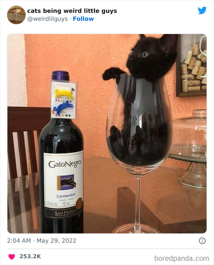 50 Times Cats Cracked Their Owners Up By Acting Like Total Weirdos, As Shared On This Twitter Page (New Pics)