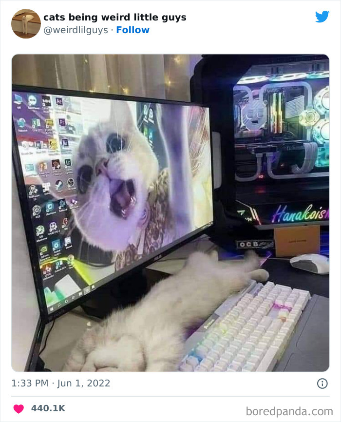 50 Times Cats Cracked Their Owners Up By Acting Like Total Weirdos, As Shared On This Twitter Page (New Pics)