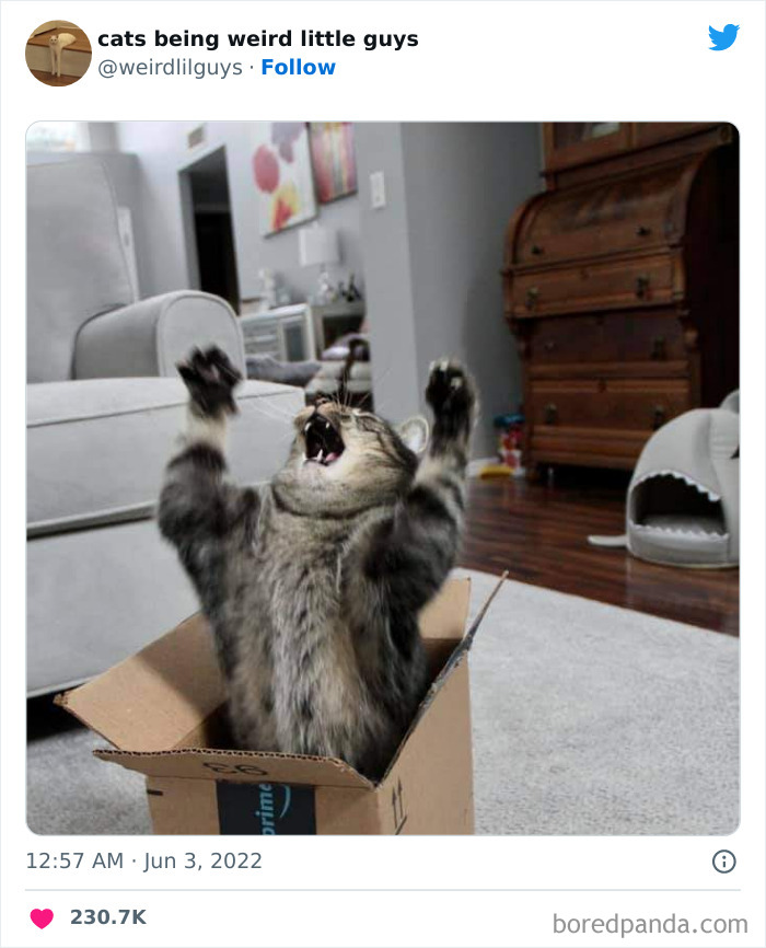 50 Times Cats Cracked Their Owners Up By Acting Like Total Weirdos, As Shared On This Twitter Page (New Pics)