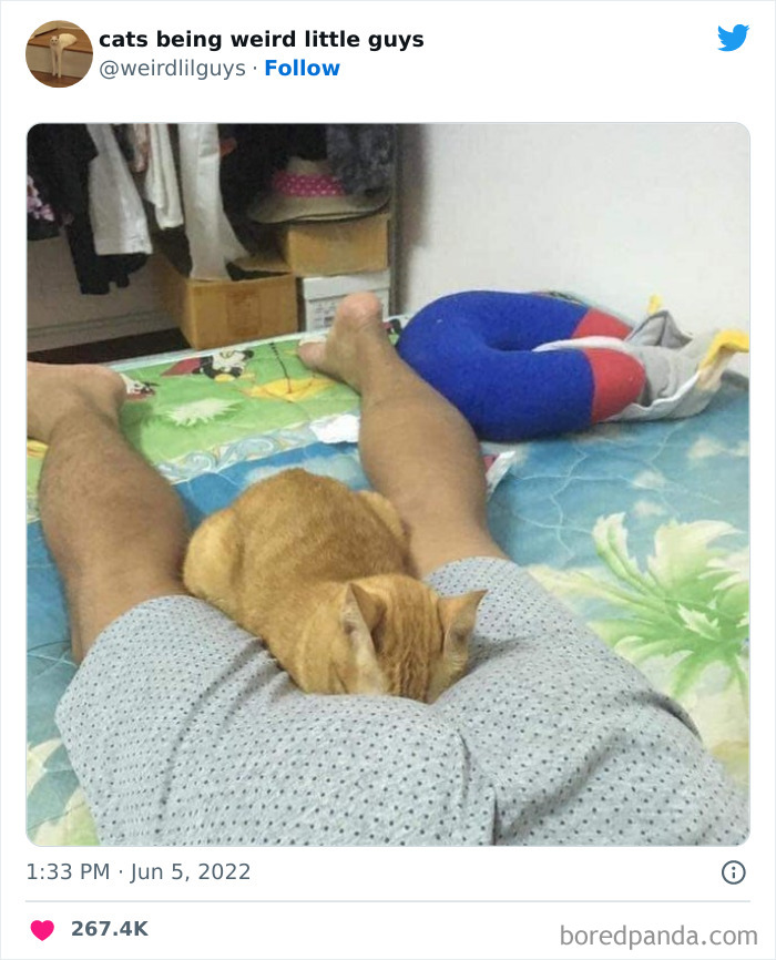 50 Times Cats Cracked Their Owners Up By Acting Like Total Weirdos, As Shared On This Twitter Page (New Pics)