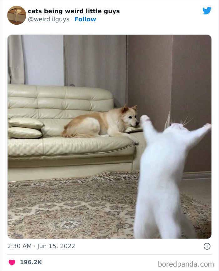 50 Times Cats Cracked Their Owners Up By Acting Like Total Weirdos, As Shared On This Twitter Page (New Pics)