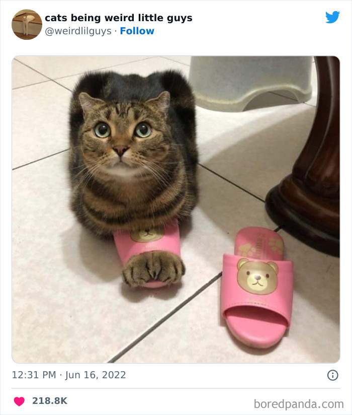50 Times Cats Cracked Their Owners Up By Acting Like Total Weirdos, As Shared On This Twitter Page (New Pics)