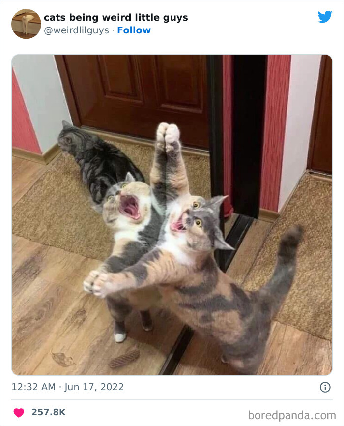 50 Times Cats Cracked Their Owners Up By Acting Like Total Weirdos, As Shared On This Twitter Page (New Pics)