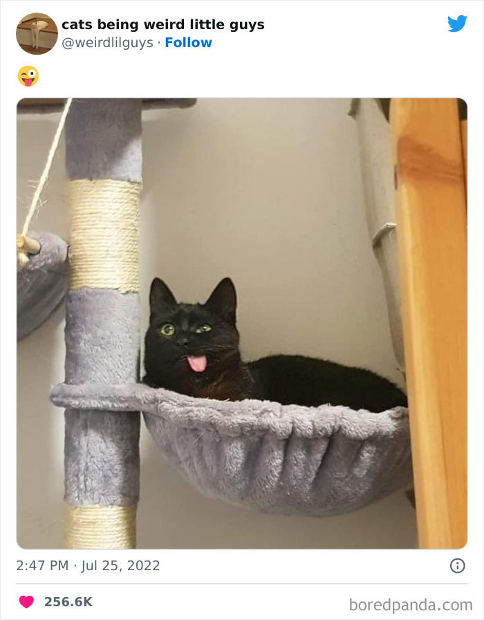 50 Times Cats Cracked Their Owners Up By Acting Like Total Weirdos, As Shared On This Twitter Page (New Pics)