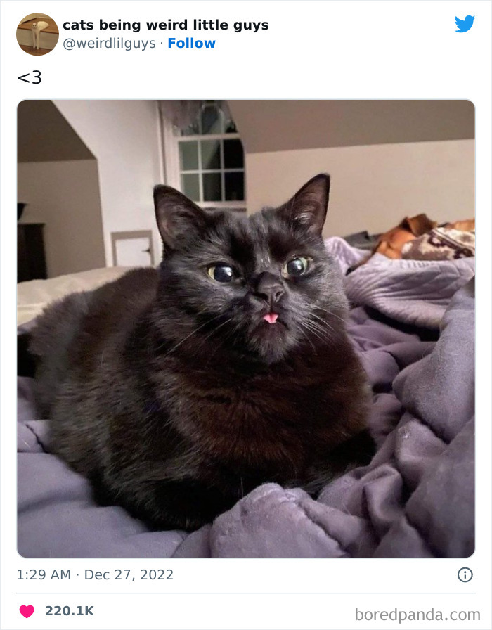 50 Times Cats Cracked Their Owners Up By Acting Like Total Weirdos, As Shared On This Twitter Page (New Pics)