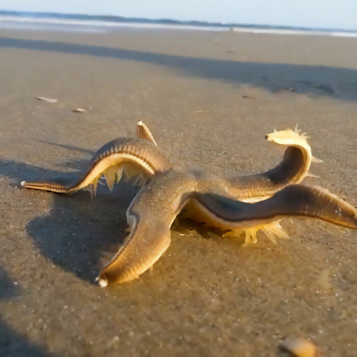 Una estrella de mar volviendo al agua