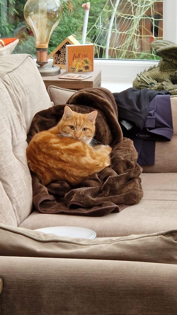 Esta es mi casa. Tengo dos gatos, pero ninguno de ellos es naranja