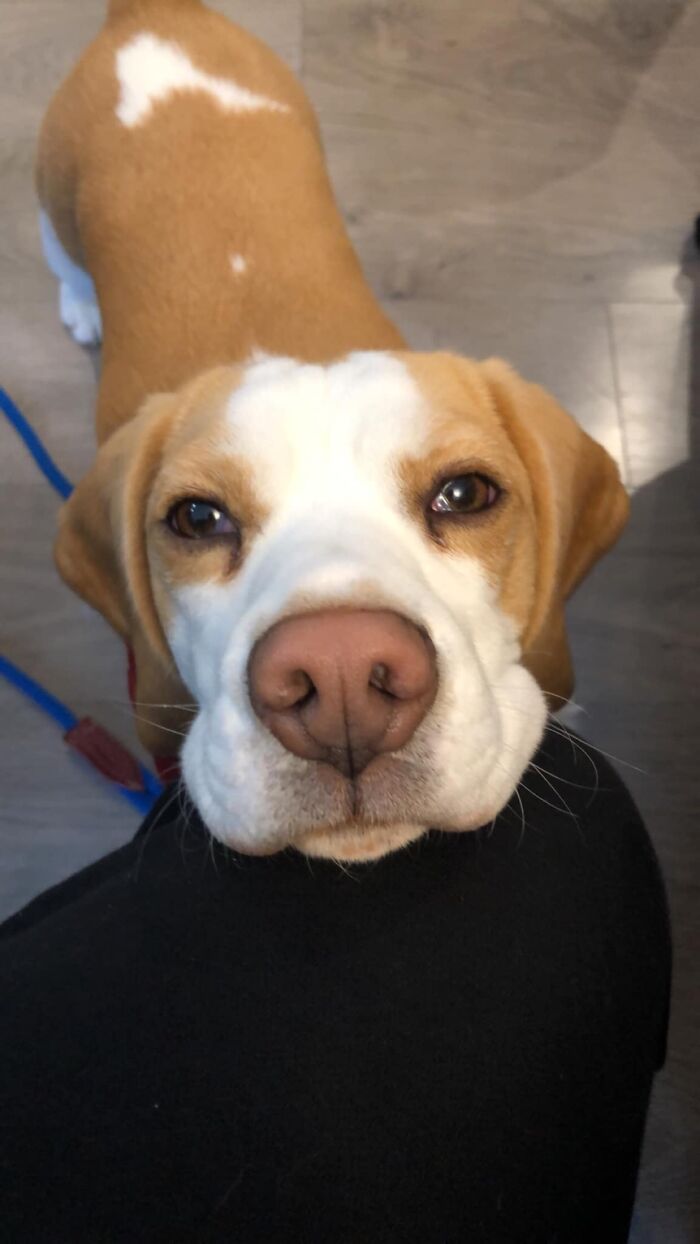 Izzy, el Beagle navideño, vino a la cena de Navidad y babeó bajo la mesa todo el tiempo