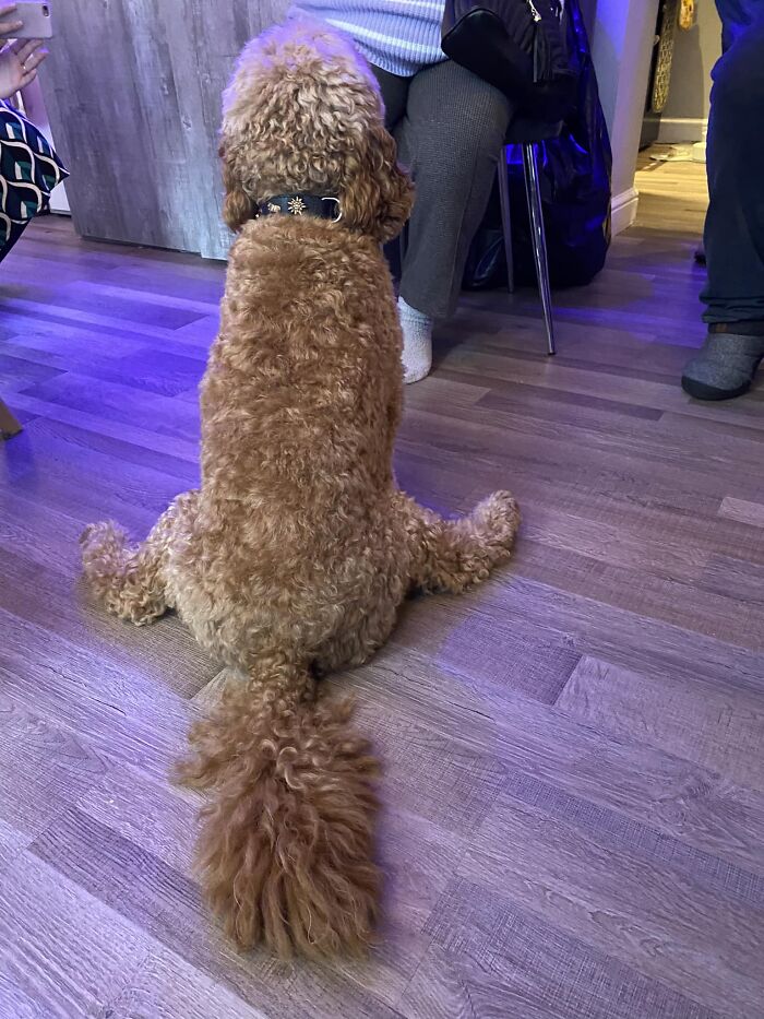 Conocimos a este adorable Cockerdoodle haciendo un Van Damme