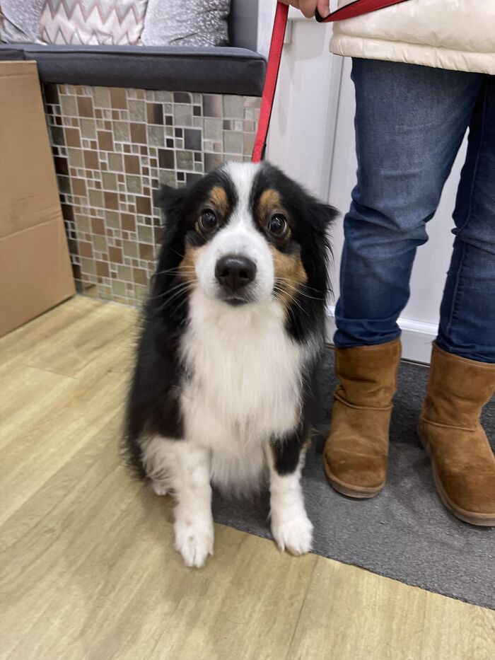 Un adorable perrito vino ayer a saludarnos a nuestro salón