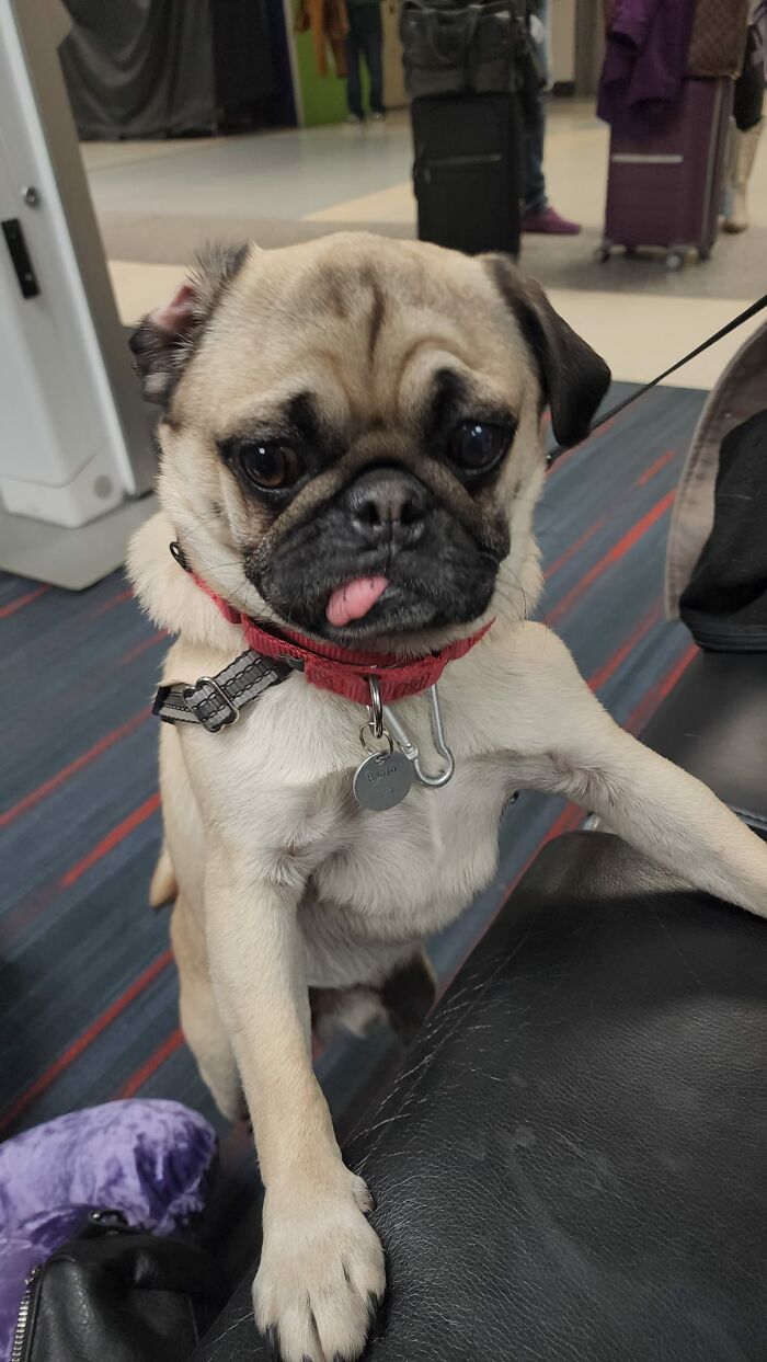 Conocer a Banjo durante mi escala en Dallas fue un honor y un privilegio. 10/10 Pese a la lengua por fuera