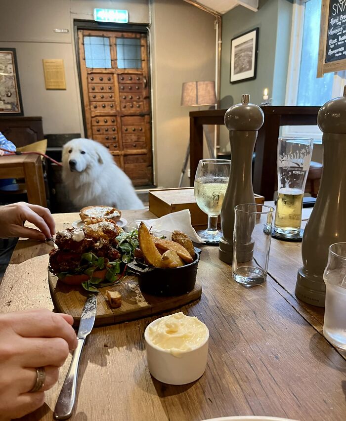Sé que esta página es para perros... pero hay un oso polar en el pub y le está echando el ojo a la hamburguesa de mi tío