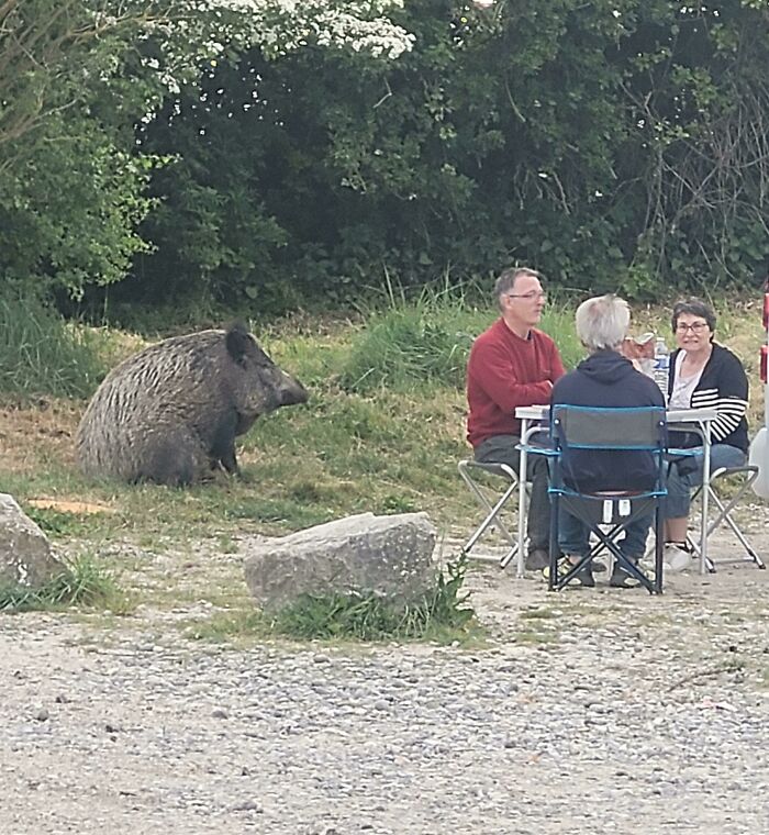 Este jabalí en compañía de humanos