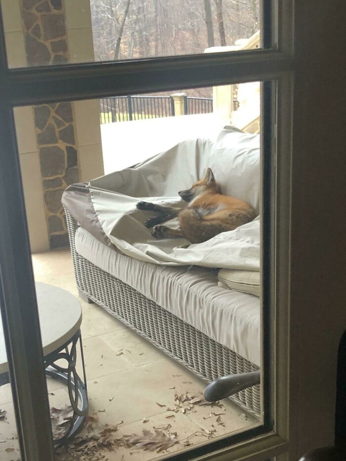 Encontré a este zorro descansando en el patio trasero