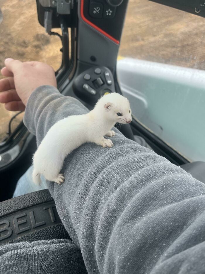 Encontré a este pequeñín hoy en el trabajo