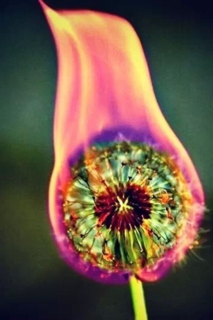 Esto es lo que pasa cuando se le prende fuego a un diente de león