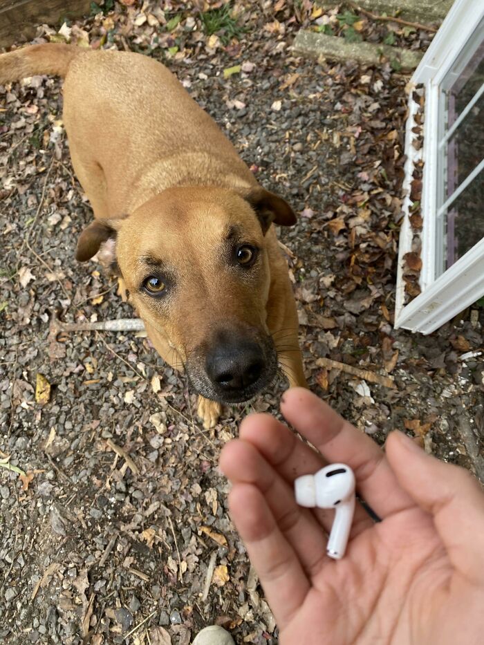 Estaba en el trabajo y este perrito no dejaba de tirar de mis pantalones y me llevó hasta el Airpod que había perdido hacía una semana. Gracias perrito, pat pat 