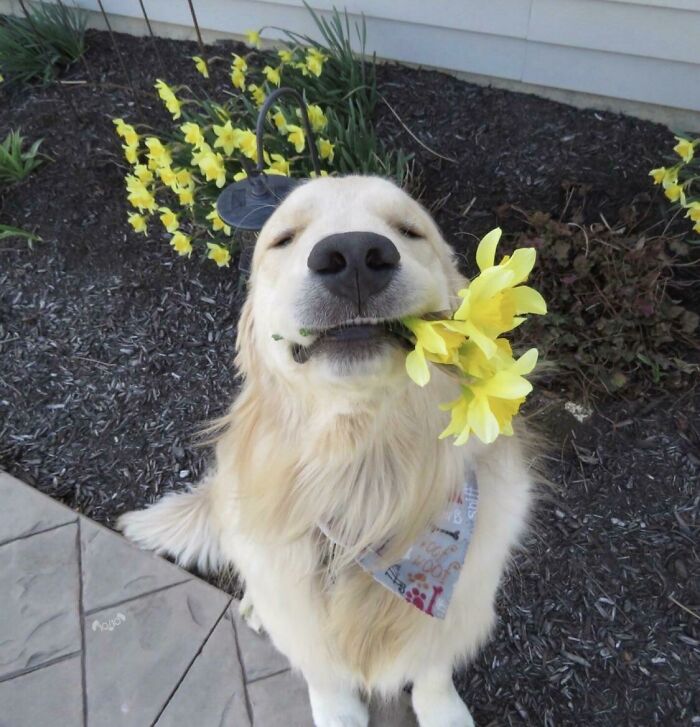 Un cachorro con un regalo 