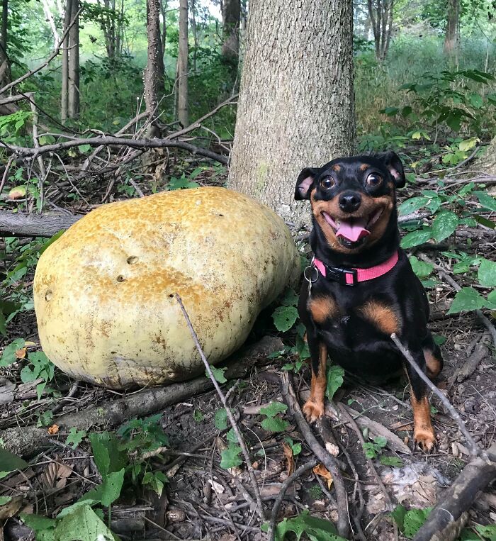 Sí, encontró una seta silvestre en el bosque. No, no se comió parte de ella, siempre es una tonta