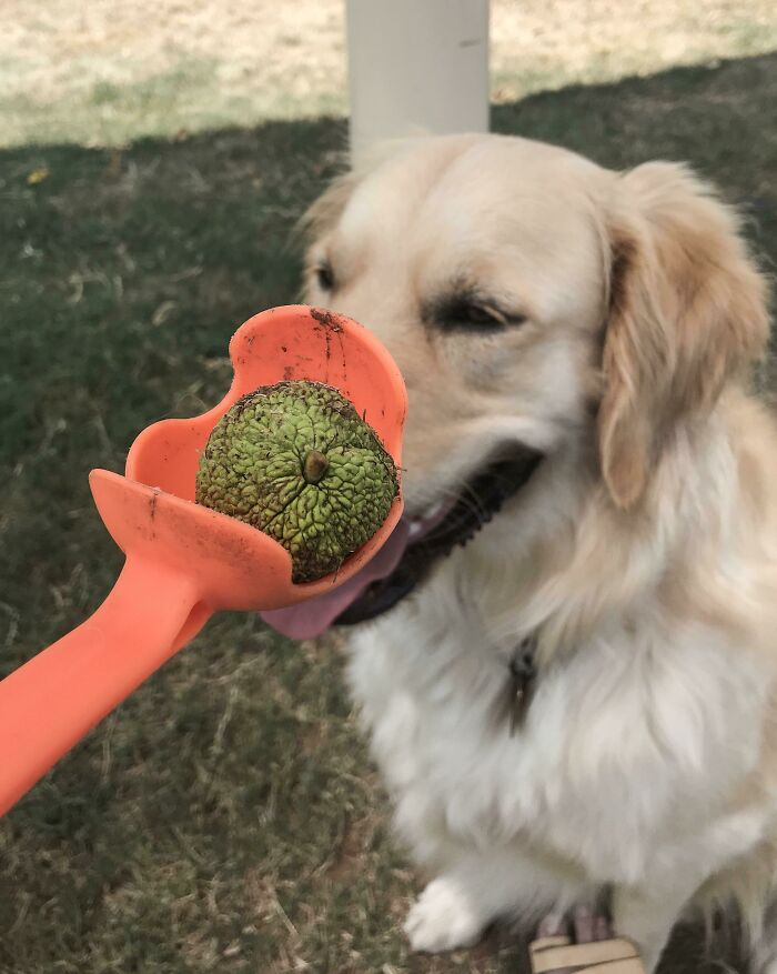 Le lancé una pelota de tenis y me trajo una manzana. Bastante parecido, supongo 