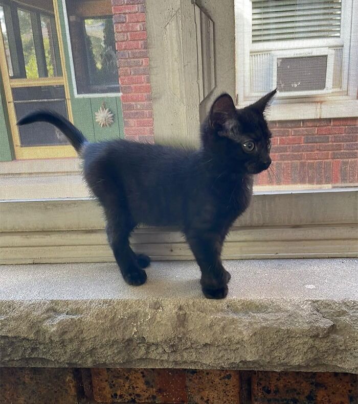 Volví de hacer las compras y me encontré con este pequeño maullando y corriendo por todos lados