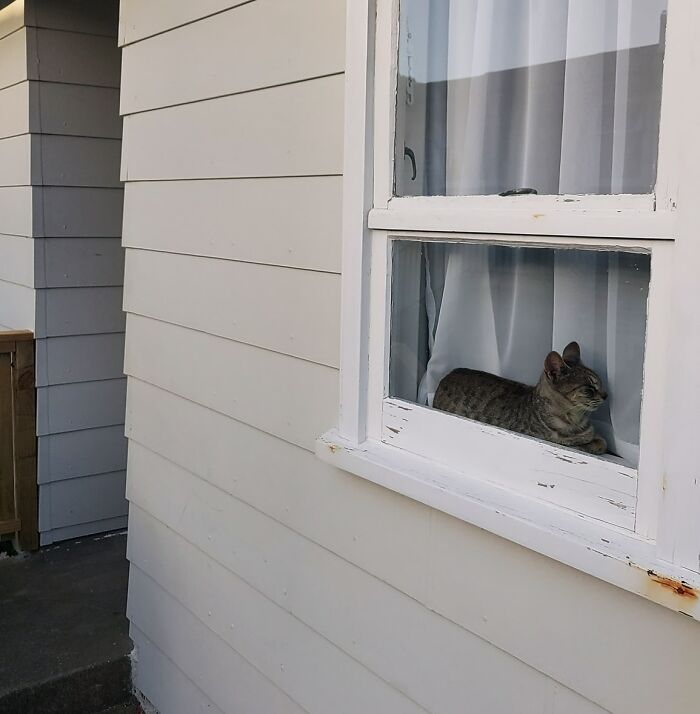 Esta es mi casa. No tengo un gato