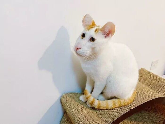La foto panorámica hizo que este gato pareciera un ratón
