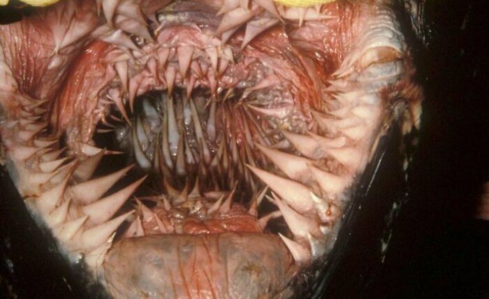 Así es el interior de la boca de una tortuga laúd