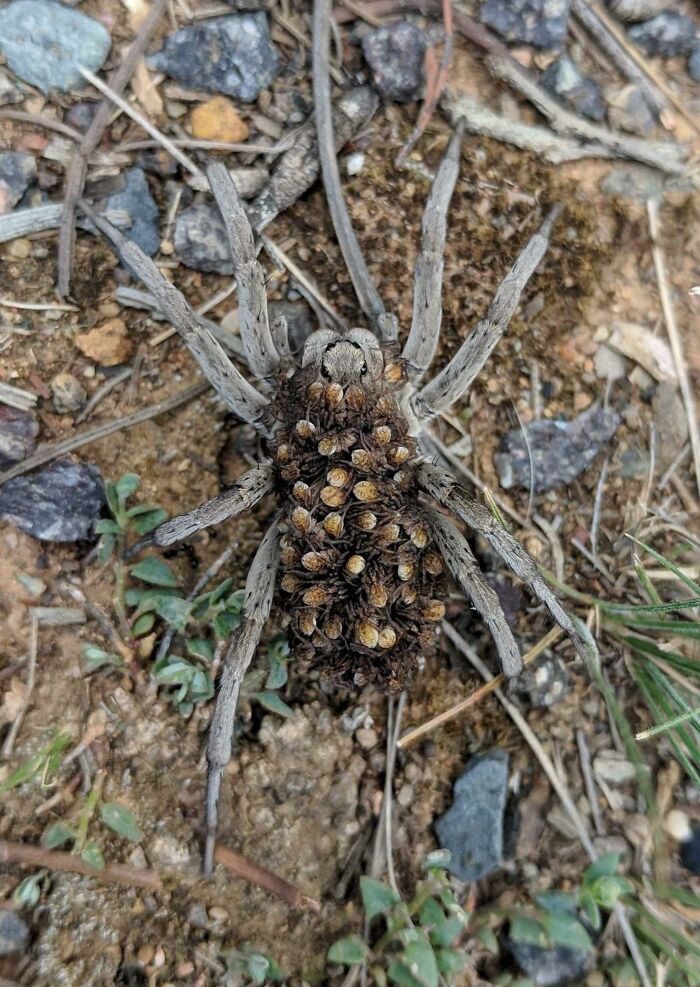 Esta madre araña lobo y sus crías