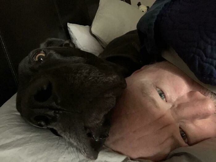 Esto es despertar con un gran danés 