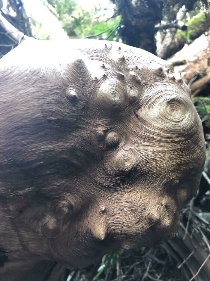 El patrón de este tocón de árbol se parece a la pintura "Noche estrellada"