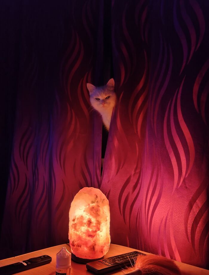 Mi gato mágico 