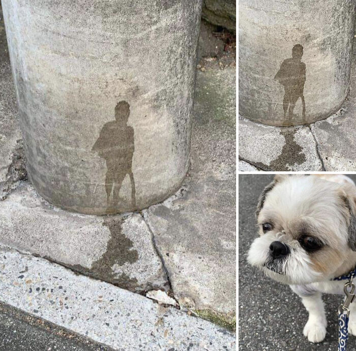 El Banksy perruno