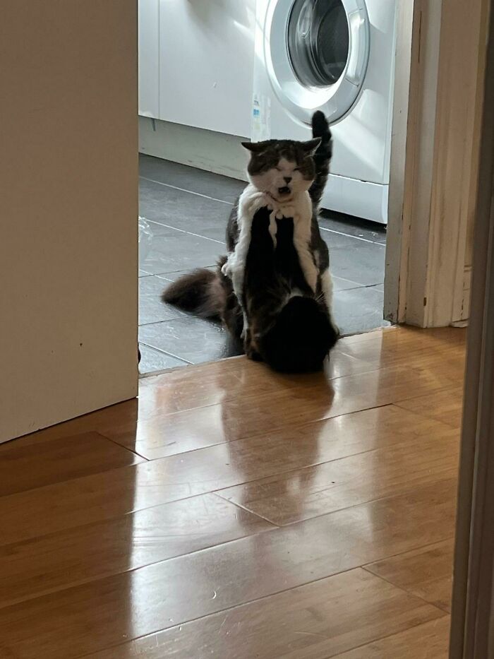 Mientras estaba de vacaciones, mi hermana pidió una foto de sus dos gatos. Esto fue lo que recibió 