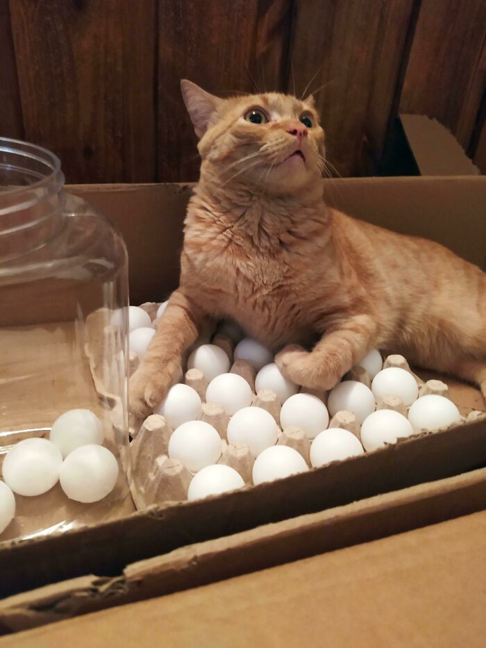 Siempre quiere acostarse sobre los huevos, así que ponemos pelotas de ping pong en el cartón