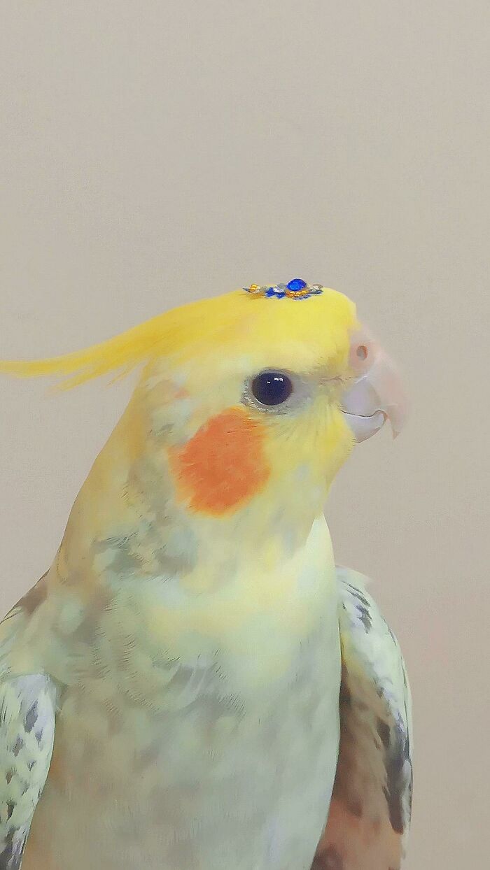 Loro adorable con plumaje amarillo y mejillas naranjas, uno de los animales adorables para alegrarte el día.