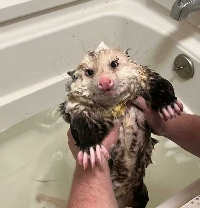 Marsupial mojado siendo bañado en una bañera, mostrando un animal adorable para alegrarte el día.
